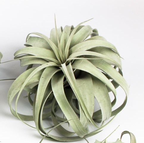 A legnagyobb Tillandsiák